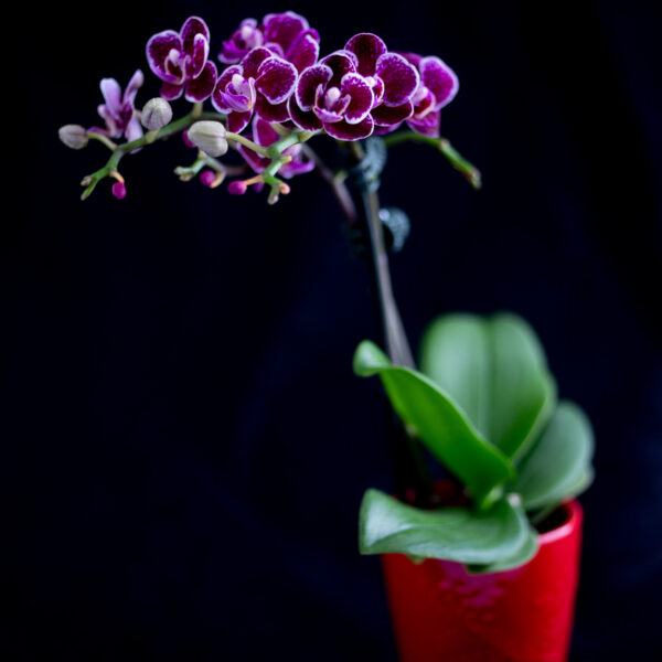 Orchid captured with natural window light.