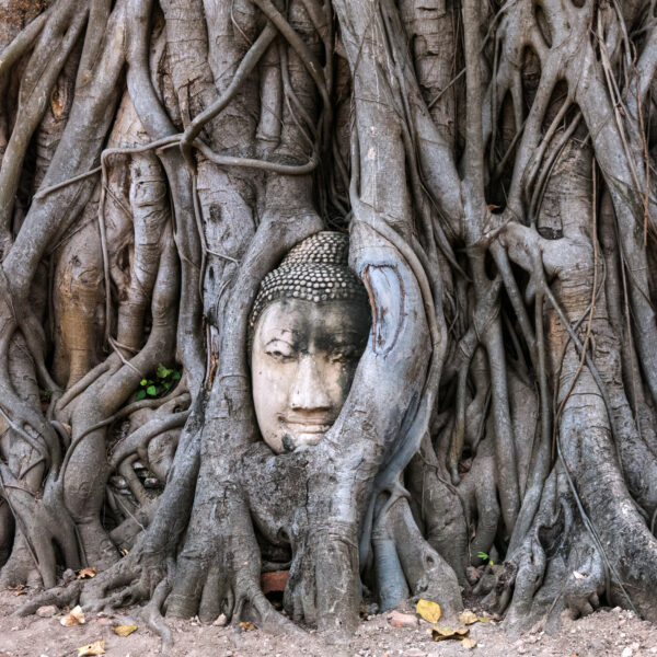 Buddha head in a tree. Historic City of Ayutthaya