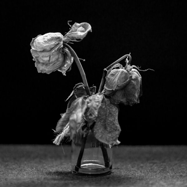 Dead Roses